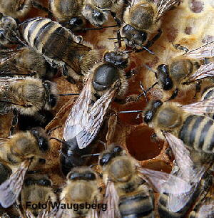 Eine Bienenknigin in der Mitte