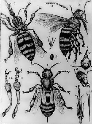 Der Körperbau der Bienen