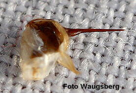 Ein Bienenstachel